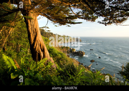 Küstenbaum in goldenem Licht - Se-meg State Park - Trinidad, Kalifornien, USA Stockfoto