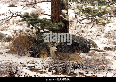Maultier-Rotwild sitzen unter Baum im Schnee - Rocky Mountain Nationalpark - Estes Park, Colorado Stockfoto