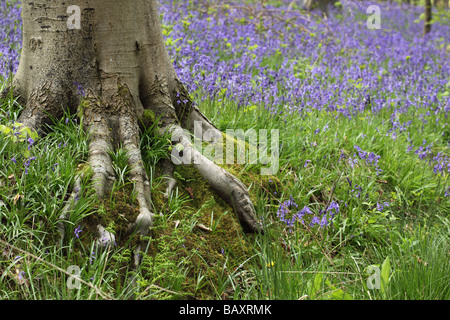 Nahaufnahme des Baumstamms, der die freiliegenden Wurzeln in einem Quell-Blebell-Holz zeigt, Großbritannien Stockfoto