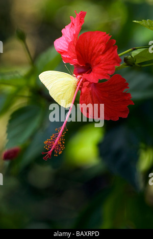 Gelber Falter / Schmetterling auf rote Hibiskus - Halbinsel Osa, Costa Rica Stockfoto