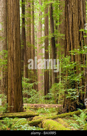 Redwood-Wald - Humboldt Redwoods State Park, Kalifornien Stockfoto