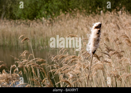 Bull Rush (Typha Latifolia) im Moorland Stockfoto