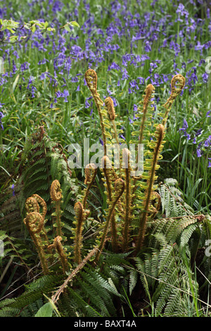 Nahaufnahme von Farnen uncurling unter Bluebells in West Woods. Wiltshire, England Stockfoto