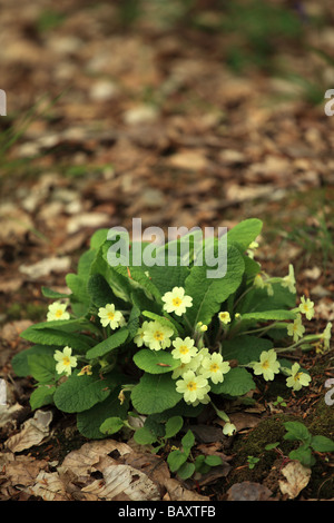 Nahaufnahme eines Waldklumpens aus wilden gelben Primeln vor verschwommenem Hintergrund, England, Großbritannien Stockfoto