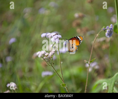 Weibliche Danaid Eggfly (Hypolimnas Misippus) Fütterung auf Blume. Chitwan Nationalpark. Nepal in Asien. Stockfoto