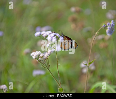 Weibliche Danaid Eggfly (Hypolimnas Misippus) Fütterung auf Blume. Chitwan Nationalpark. Nepal in Asien. Stockfoto