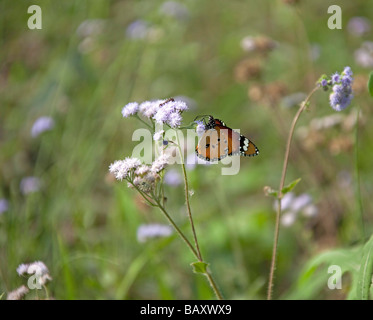 Weibliche Danaid Eggfly (Hypolimnas Misippus) Fütterung auf Blume. Chitwan Nationalpark. Nepal in Asien. Stockfoto