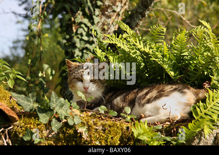 Ein Tabby und weiße Katze gefleckten Sonne unter Farne auf ein altes steinernes wall Limousin-Frankreich Stockfoto