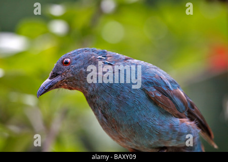 Asiatische Märchen Bluebird (Irena Puella) Stockfoto