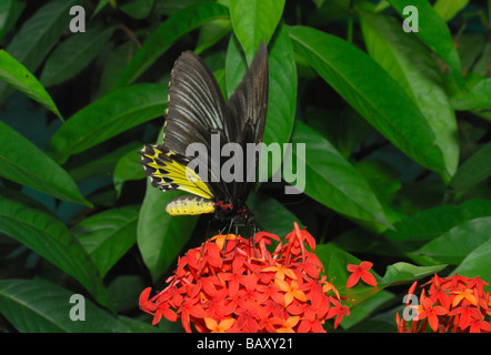 Gemeinsamen Birdwing Schmetterling Fütterung auf Ixora Blumen Stockfoto