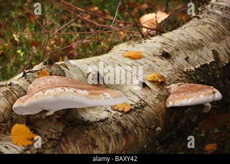 Zwei Birken Polypore Pilze (Piptoporus Betulinus) auf einen umgestürzten Baum Birke. Surrey England. Stockfoto