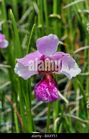 Pantoffel Orchidee im Orchideengarten Kuala Lumpur, Malaysia Stockfoto