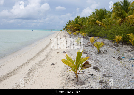 Junge Palmen sprießen an einem Strand auf Fakarava Atoll Fakarava, die Tuamotus, Französisch-Polynesien Stockfoto