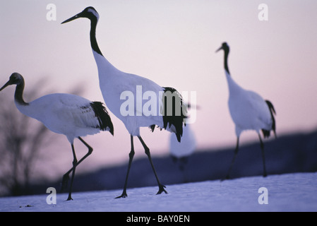 Japanische Kraniche Grus Japonensis, Hokkaido, Japan Stockfoto