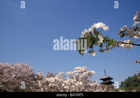 Kirschbluete, Sakura, Kyoto Japan Stockfoto