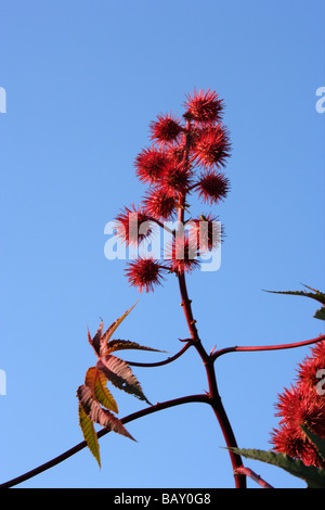 Paxoi, Spross einer Wunderbaumes Ricinus communis Stockfoto