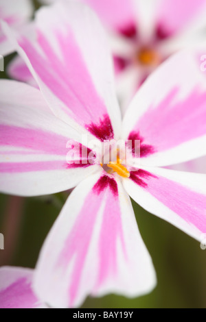 Phlox Subulata Candy Stripe mit zarten weißen und rosa Blüten in Großbritannien im Mai Stockfoto