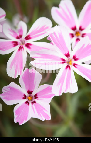 Phlox Subulata Candy Stripe mit zarten weißen und rosa Blüten in Großbritannien im Mai Stockfoto