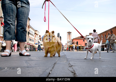 Hunde-Ona Hauptstraße, Corso del Popolo, Chioggia, Venedig, Laguna, Veneto, Italien Stockfoto