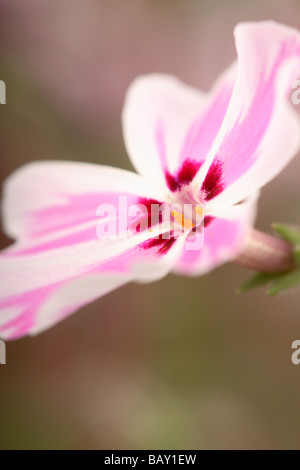 Phlox Subulata Candy Stripe mit zarten weißen und rosa Blüten in Großbritannien im Mai Stockfoto