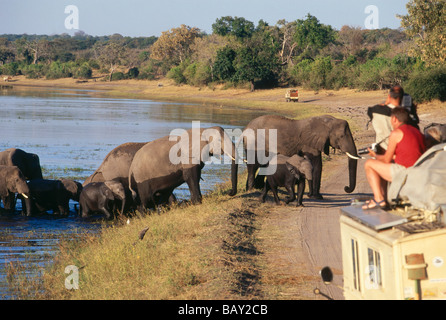 Touristen, die gerade afrikanischer Elefanten vorbei am Fluss Chobe, Botswana, Afrika Stockfoto