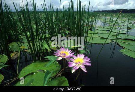 Wasser-Lilien am Cooper Creek, Arnhemland, Australien Stockfoto