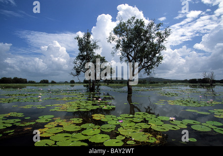 Wasser-Lilien am Cooper Creek, Arnhemland, Australien Stockfoto