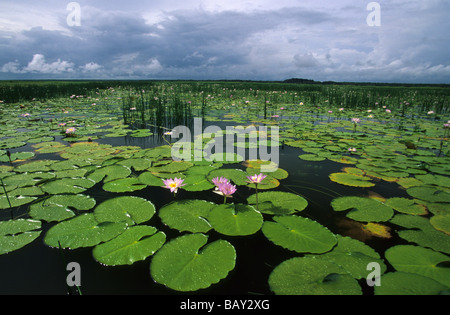 Wasser-Lilien am Cooper Creek Billabong, Arnhemland, Australien Stockfoto