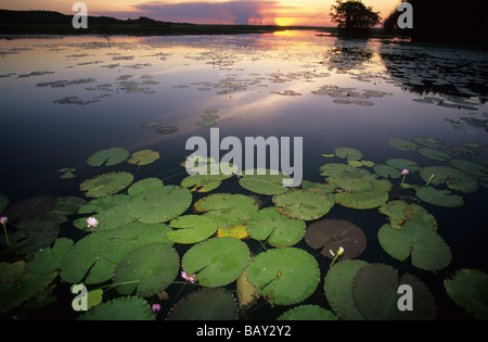 Wasser-Lilien am Cooper Creek Billabong, Arnhemland, Australien Stockfoto