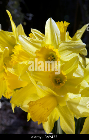 NARZISSEN WACHSEN IN EINEM SONNIGEN GARTEN SURREY GRENZE IM MÄRZ Stockfoto