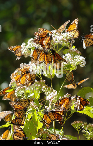 Monarchfalter auf Blumen, San Luis, Mexiko Stockfoto