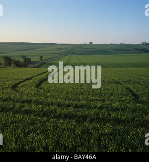 Ansicht der Downland Gerste Ernte auf Stufe 31 im frühen Morgenlicht Frühling Berkshire Stockfoto