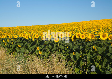 Blühenden Sonnenblumenfeld, Alpes-de-Haute-Provence, Provence, Frankreich Stockfoto