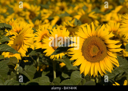 Blühenden Sonnenblumenfeld, Alpes-de-Haute-Provence, Provence, Frankreich Stockfoto