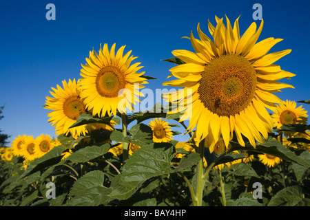 Blühenden Sonnenblumenfeld, Alpes-de-Haute-Provence, Provence, Frankreich Stockfoto