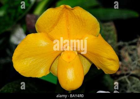 Orchidee Blume. Leuchtend gelbe Frauenschuh. Stockfoto