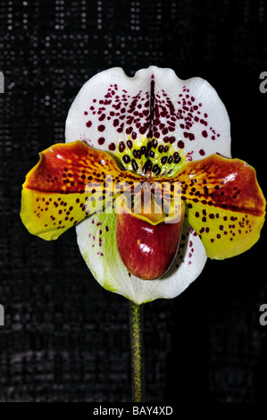 Orchidee Blume. Frauenschuh Paphiopedilum. Stockfoto