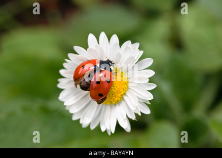 Marienkäfer Coccinella Septempunctata, Gänseblümchen, Bellis Perennis, Deutschland Stockfoto