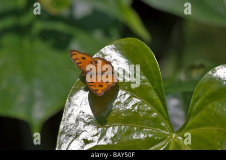 Peacock Stiefmütterchen Schmetterling Iunonia almana Stockfoto