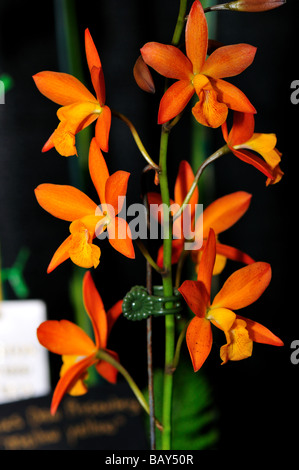 Orchidee blüht. Leuchtend orange cattleya Stockfoto