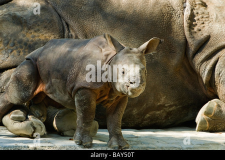 Jungen großen indischen Rhino mit Mutter, Rhinoceros Unicornis, Gefangenschaft Stockfoto