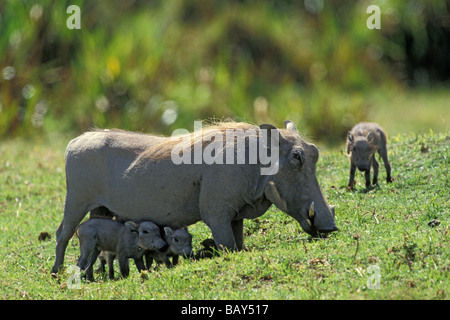 Warzenschwein mit Babys, Phacochoerus Aethiopicus, Serengeti, Tansania, Afrika Stockfoto