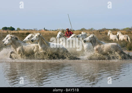 Camargue-Pferde mit Vormund, Camargue, Frankreich Stockfoto