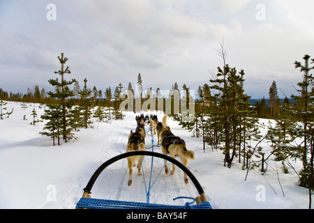 Fahrt mit Hundeschlitten durch tief verschneite Landschaft, Husky, Rovaniemi, Lappland, Finnland, Europa Stockfoto