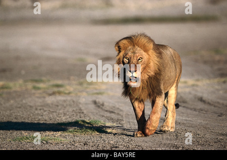Männlicher Löwe Wandern, Serengeti Nationalpark, Tansania Stockfoto