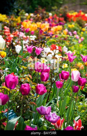 Viele verschiedene Sorten von bunten Tulpen in eine Grenze bei Abbey House Gärten Malmesbury Wiltshire England UK Stockfoto