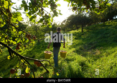 Sammeln Mostäpfel von Hand Wilkins Apfelwein Obstgarten landsend.de Farm Mudgley Wedmore Somerset England Stockfoto