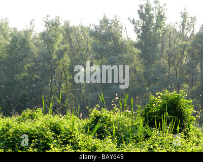 In voller Deckung Sommerzeit Pappeln Samen als cottonlike Flocken Transported vom Wind produzieren sie Oberflächen rundum Stockfoto