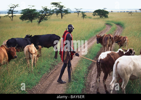 Massai-Hirten mit Vieh, Massai Mara Nationalpark, Kenia, Afrika Stockfoto