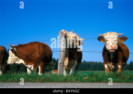 Kühe auf der Weide, Oberbayern, Deutschland Stockfoto